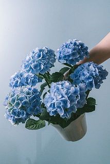 花の色味やサイズには個体差がございます