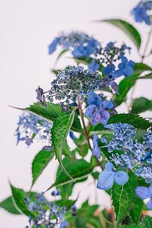 一部、花びらが茶色く変色している場合がございます。