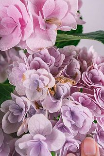 一部、花が茶色く変色している場合がございます。