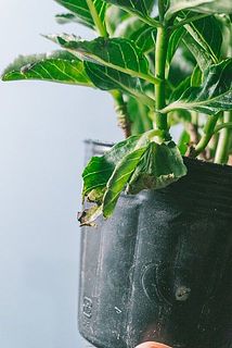 葉が傷ついていたり、茶色く変色している場合がございます。