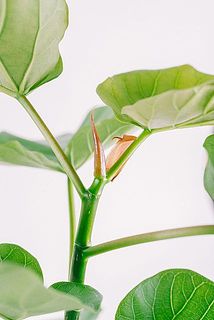 ブラウン色の新芽