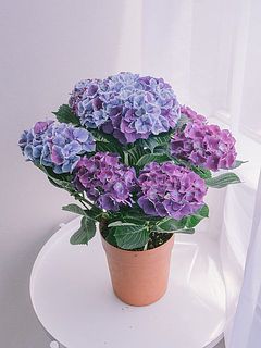 紫陽花「ホットチボリ マーブル」