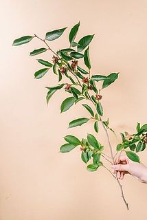 実つきや枝ぶりには個体差がございます。