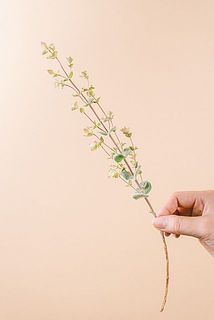 葉付きには個体差がございます。