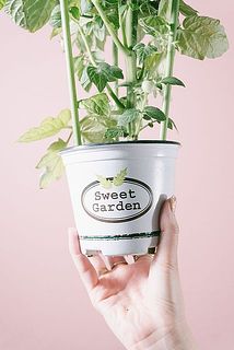 一部葉の色が薄くなっていることがございます。