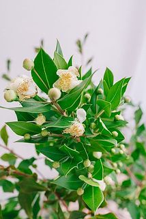 開花した花は配送中に散る場合がございます。ご了承ください。