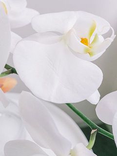 花びらに傷がついています。