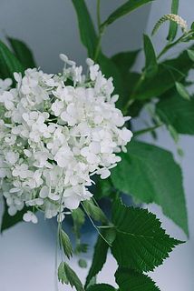 紫陽花の品種はおまかせになります