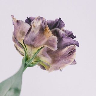 花弁が茶色がかっているのは品種特性です。品質には問題ありません。