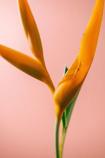 一部、傷がある場合がございます。