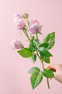 スプレーバラの花付きには個体差がございます。