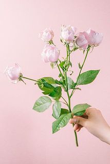 上の部分が大きくて折れてしまうことも。そんな時はカットしてグラスなどに飾るのもおすすめです。