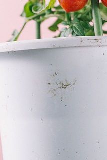 鉢が汚れている場合がございます。