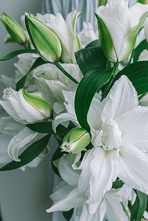 美しい八重咲き。無花粉です。