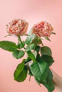 花の色味には個体差がございます。