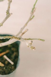 葉がついていない枝もございます。ご了承ください。