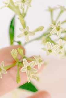 小さな星型のお花がかわいい〜💫