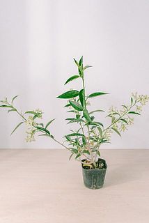 お届け例