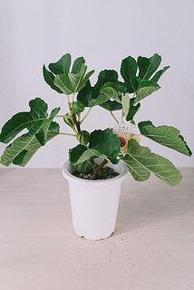 実付きには個体差がございます。