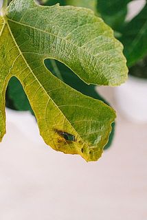 一部、葉や実が傷ついていたり、茶色や黄色に変色している場合がございます。