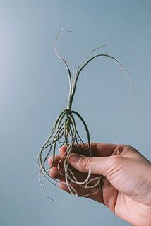 形やサイズには個体差がございます。