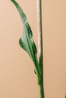 一部、葉が茶色く変色している場合がございます。