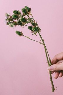 ブラックベリーは30㎝ほどの短いものが入る場合がございます。