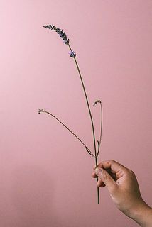 ラベンダー