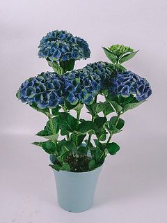 花付きには個体差がございます