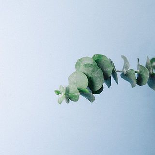 ユーカリの枝先にある新芽は乾燥したり変色してしまう事がございます。ご了承ください