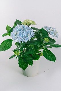 花付きや大きさには個体差がございます。