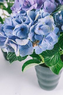 一部、花びらが茶色く変色している場合がございます。