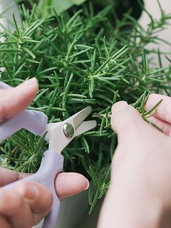【水出しハーブウォーターの作り方】お好みの量をカットしてましょう。