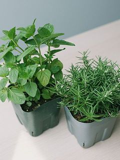 無農薬のローズマリーとミントの鉢をお届け。室内ではなく、風通しの良いベランダなど屋外で育ててください。