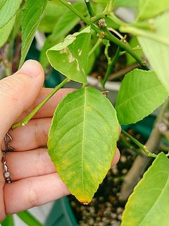 黄色い斑状になっているものがありますが、今の時期、実に栄養を取られて一時的に黄色くなる生理現象で、秋頃には葉色は戻ります。気長に育ててみてください。