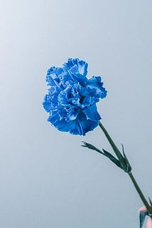 染まり具合には個体差がございます。