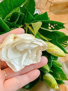 配送中に開花が進み、花に傷がついてしまうことも。ご了承ください。膨らんだ蕾は順に開花していきます。