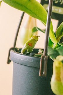 一部、茶色く変色している場合がございます。