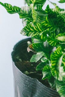 一部、葉が茶色く変色している場合がございます。
