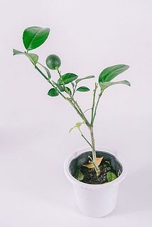 一部、葉が少ないものもございます。ご了承ください。