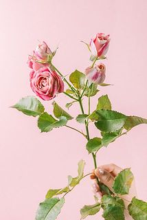 チアフルは花の付きや色には個体差があります。花びらの表と裏で表情が違います。