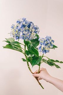 1本の花付きには個体差がございます。