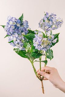 1本の花付きには個体差がございます。