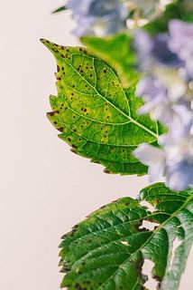 一部茶色かったり、斑点模様がある場合もありますが、紫陽花の特性としてご理解ください。