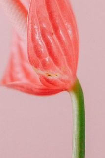 一部傷や変色している部分がございます。アンスリウムの特性としてご了承ください。