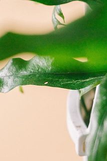 一部、葉が傷ついている場合がございます。