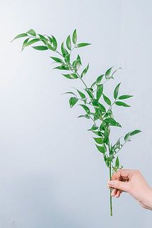 枝ぶりには個体差がございます。