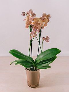花付きには個体差がございます。