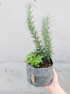 寄せ植えに仕立ててお届けします（5号サイズ）。届いたら、たっぷりお水を与えてください。