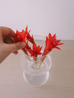 ミニミニサイズです